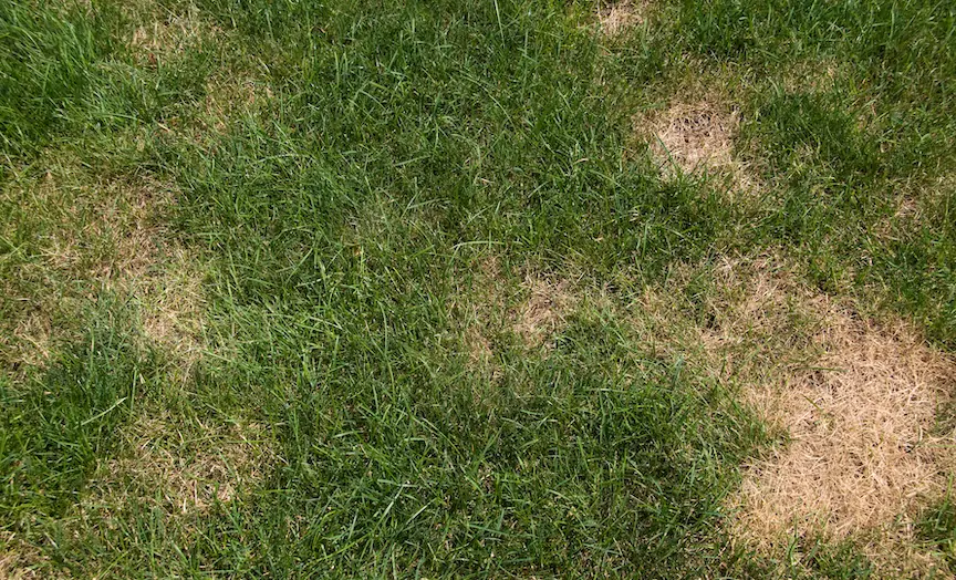 Brown Patch Lawn Disease