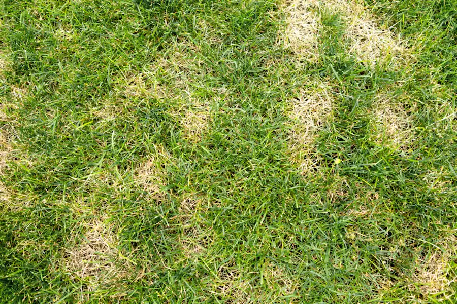 dollar spot lawn disease