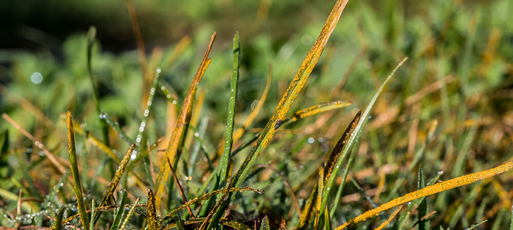 7 Common Lawn Diseases in Minneapolis: Identification and Prevention ...