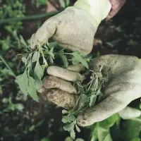 Gardening gloves holding weeds