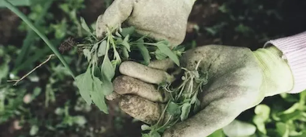 Gardening gloves holding weeds