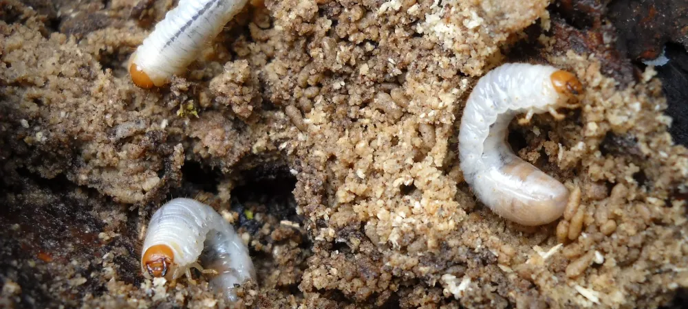 Grubs in sandy soil