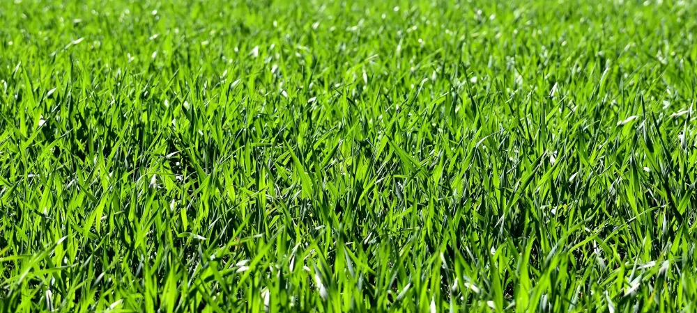 Green, healthy grass